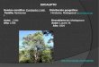 Presentacion eucalipto