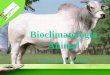 Aula 4 bioclimatologia animal ecologia animal