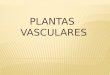 Plantas  vasculares 1