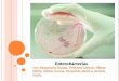 Enterobácterias - Salmonella e E. Colli