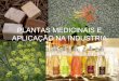 Plantas medicinais e aplicação na industria