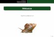 Reino Animal - Moluscos - Mollusca