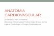 Anatomia cardiovascular pdf