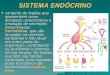 Sistema Endócrino - Prof. Arlei