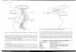 Neurologia - doen§as vasculares cerebrais
