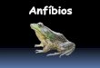 Anfíbios - Biologia