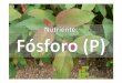 Nutri§£o mineral de plantas_F³sforo (P)