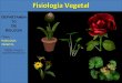 Aula fisiologia vegetal
