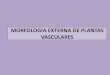 2 morfologia externa de plantas vasculares