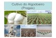 PROF. LUIZ HENRIQUE - Cultivo do algodoeiro pragas