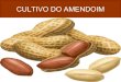 PROF. LUIZ HENRIQUE - Cultivo do amendoim