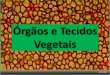 óRgãos e tecidos vegetais
