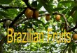 Frutas do brasil - FOTOS