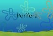 Filo porifera (poriferos ou esponjas)