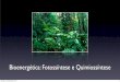 Bioenergética: Fotossíntese e Quimiossíntese