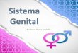 Sistema Genital Masculino e Feminino