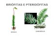 Aula briofitas e pteridófitas