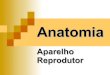 Anatomia Reprodutiva Humana