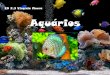 Aquarios 8c
