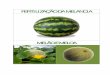 Fertilização melancia, melão e  meloa