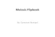 Meiosis Flipbook