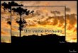 Um velho pinheiro - Paulo Roberto Gaefke