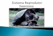 Sistema reprodutor feminino- Prof. Franklin