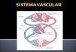 Sistema vascular