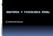 Anatomia y fisiologia renal