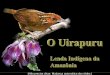 O canto do_uirapuru