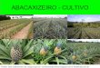 PROF. LUIZ HENRIQUE - Abacaxizeiro cultivo