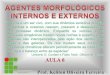 Ifes aula 6-agentes-morfofógicos_internos_e_externos
