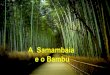 A samambaia e o bambú