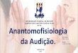 Diapositivo sobre Anatomofisiologia da Audição