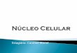 Slides Núcleo celular - Caroline Cerqueira Maciel