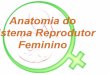 Anatomia do  sistema reprodutor feminino