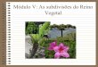 Módulo V-Subdivisões do reino vegetal (6ª série/7º ano)