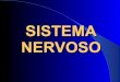 Sistema nervoso - 2