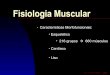 Fisiologia muscular