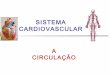 Sistema cardiovascular   a circulação