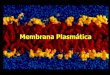 Biologia   membrana plasmatica