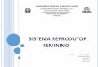 Sistema reprodutor feminino seminario