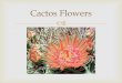 Cactos flowers