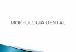 Morfologia dental