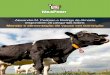 E-Book Manejo e Alimentação de Vacas em Transição - SLI