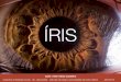Anatomia e Fisiologia Ocular - Iris e Pupila