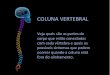 Coluna vertebral.pps