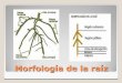 Morfologia de la raiz