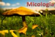 Micologia e Reino Fungi