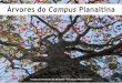 Cartilha Árvores do campus Planaltina 1